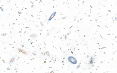 Le Principe Cosmologique